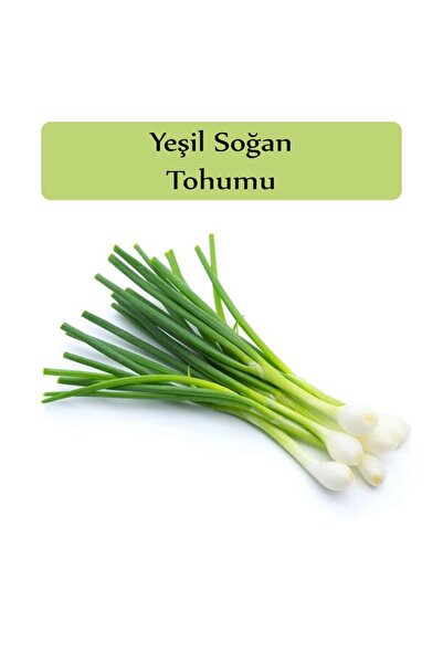 Green Onion Seed 1 Pack Fresh Onion Seed Closed Pack High Yield Seed