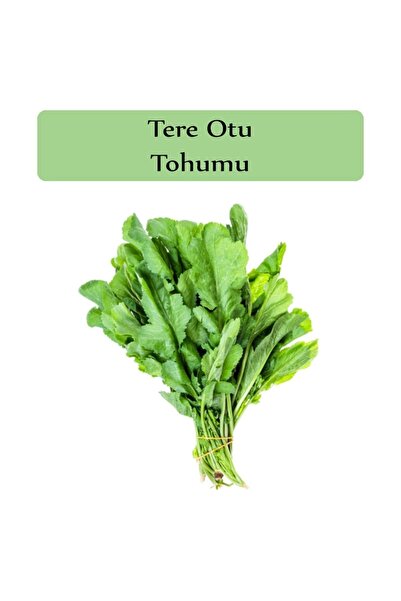 Zencefil Organik Tere Tohumu 1 Paket Tere Otu Tohumu Geniş Yapraklı Tere Kapalı Paket Yüksek Verimli Tohum