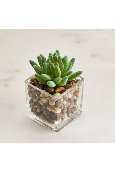 Home Box Tant Glass Potted Succulent - 8x8x9 cm