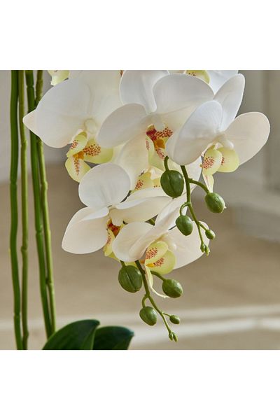 Home Box Areos Orchid Flower Arrangement with Ceramic Pot - 35x35x68 cm