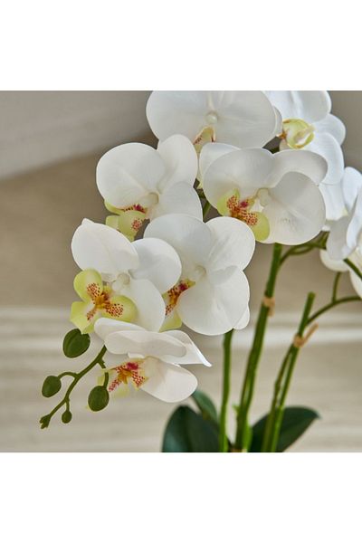 Home Box Areos Orchid Flower Arrangement with Glass Pot - 48x32x58 cm