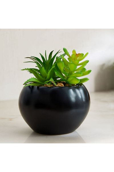 Home Box Tant Succulent Plant with Round Ceramic Pot - 12 cm