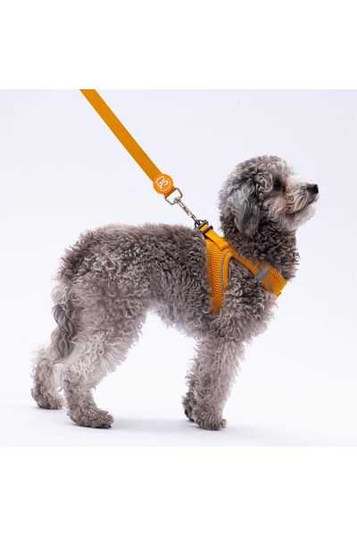 Pawstar مقود ذهبي للقطط والكلاب وحزام تمديد للكلاب