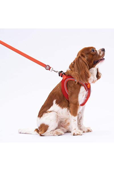 Pawstar Kiremit Leash Kedi Köpek Sevk & Gezdirme Kayışı Köpek Uzatma Tasması