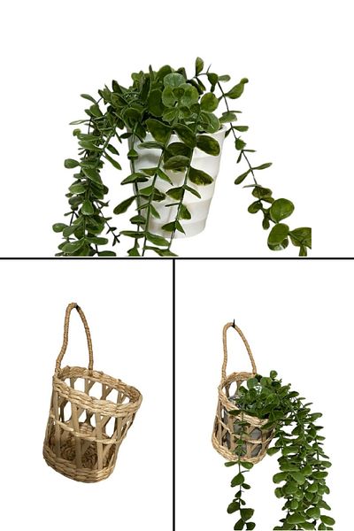 safestore Φυσικό ψάθινο καλάθι + κρεμαστό λουλούδι ευκάλυπτου σε πλαστική γλάστρα