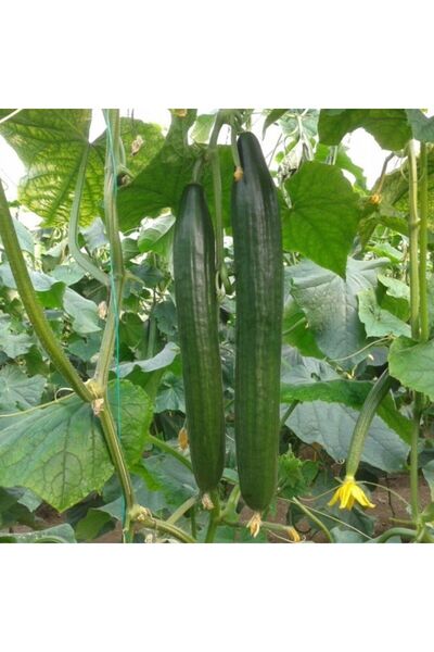 AnamurNaturel Sırık Langa Uzun Meyveli Salatalık Hıyar Tohumu (5 Tohum)