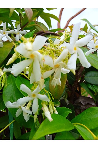 FİDANKÖY Yasemin fidanı kokulu tüplu