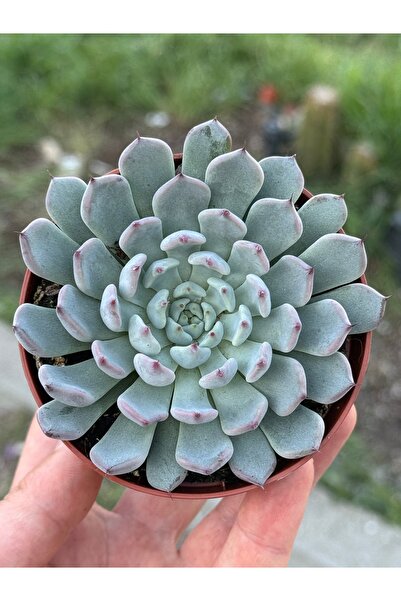 SukuLand Echeveria Cuspidata Zaragoza Koleksiyonluk Özel Tür Sukulent 5,5cm S...