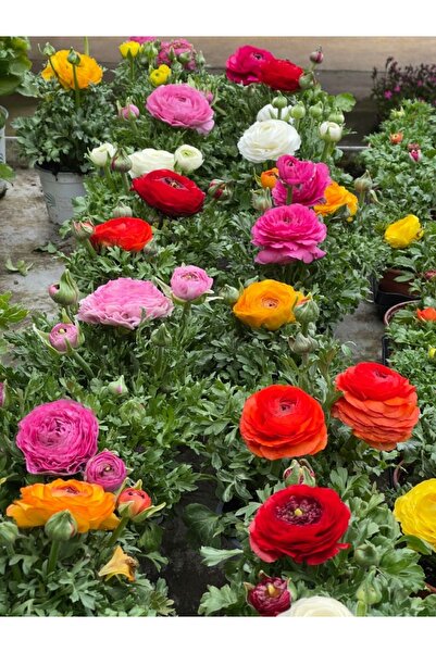 ŞAFAK PEYZAJ TOHUMCULUK Karışık Renk Gül Tohumu 100 Adet