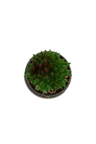 Ella Home Italia Round Succulent Plant Pot, Green, Plastic, 9cm - Green, Plastic, 9cm