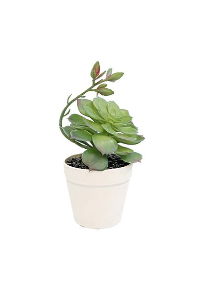 Ella Home Italia Artificial Floral Arrangement, Green, Plastic, 17Cm - Green, Plastic, 17cm