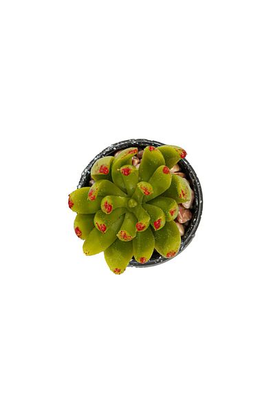 Ella Home Italia Round Succulent Plant Pot, Green, Plastic, 8cm - Green, Plastic, 8cm