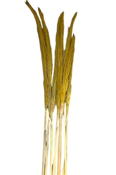 GÜZELYÜZ AVM Kuru Çiçek Pampas 7 Dal 120 cm +- Sarı Renk Dökme Yapmaz