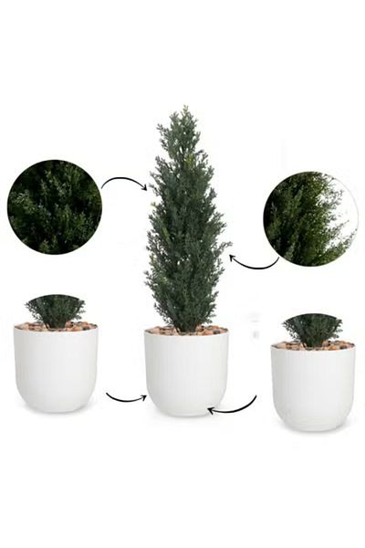 co arma Artificial Simulation Cypress Tree for Garden, Home and Balcony Decoration 65cm