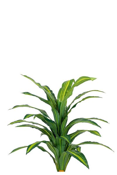 Generic شجرة ذرة خضراء بمركن بلاستيك أسطواني