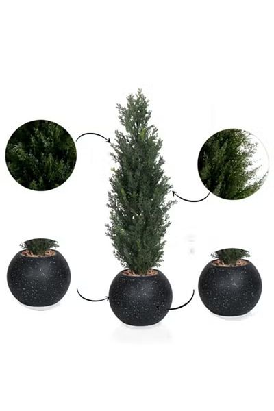co arma Artificial Simulation Cypress Tree for Garden, Home and Balcony Decoration 65cm