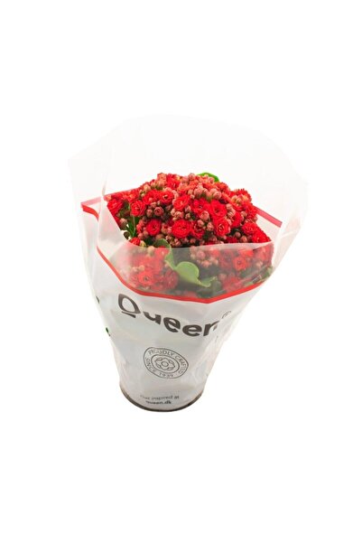 Byaysima Mini Kalanşo Çiçeği Canlı Saksıda Kırmızı Renk Hediyelik