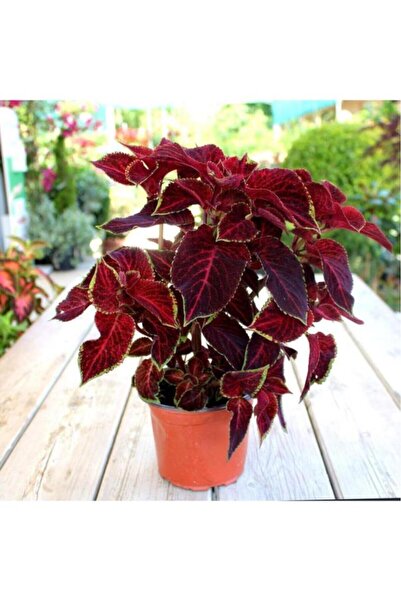 Mimoza Yaprak Güzeli Kolyoz Çiçeği Fidanı Saksılı 10-20 cm