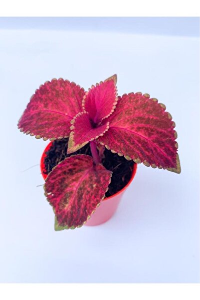 Mimoza Yaprak Güzeli Kolyoz Çiçeği 10-20 Cm Red Coleus