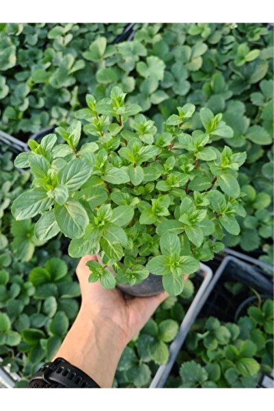 Mimoza Bitki Market Saksılı Nane Fidanı Fidesi 1 Adet 10-20 Cm Mentha