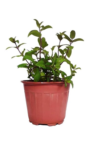Mimoza Bitki Market Saksılı Nane Fidanı Fidesi 1 Adet 10-20 Cm Mentha