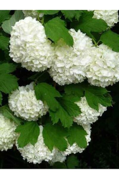 Mimoza Beyaz Lisudum Kartopu Çiçeği Fidanı Saksılı 45-80 cm