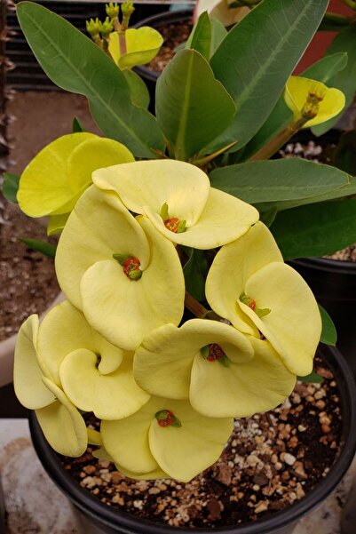 MAZSÜSBİTKİLERİ Dikenler Tacı Çiçeği - Hediyelik Euphorbia Milii Sarı Renk 5-10 cm Saksı'da Canlı Çiçek