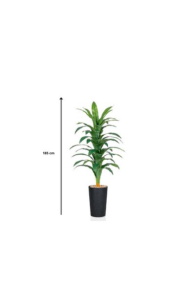 Ebticar Dracaena