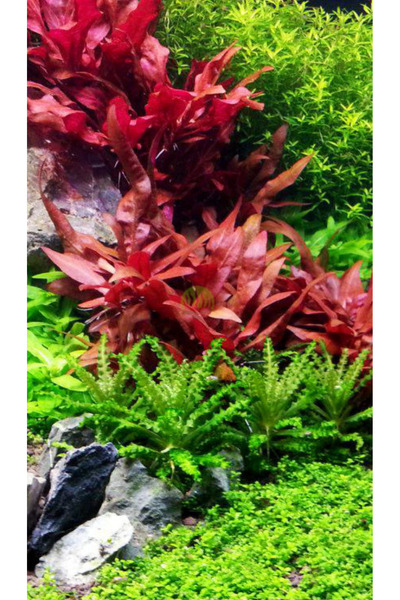 WOOF Althernthera Reineckii Mini 5 Dal Ön Plan Bitkisi Kısa Akvaryum Bitkisi ...