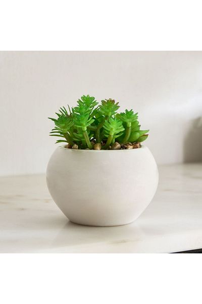 Home Box Tant Succulent Family with Round Ceramic Pot - 12 cm