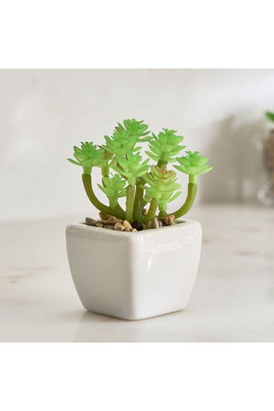 Home Box Tant Ceramic Potted Succulent - 7x7x8.5 cm