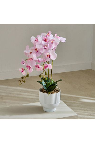 Home Box Areos Orchid Flower Arrangement with Ribbed Ceramic Pot - 58 cm