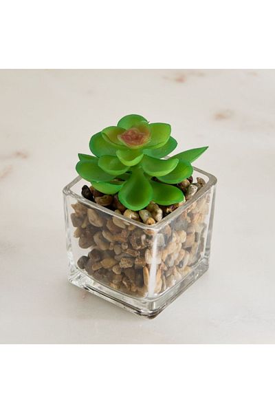 Home Box Tant Glass Potted Succulent - 8x8x9 cm