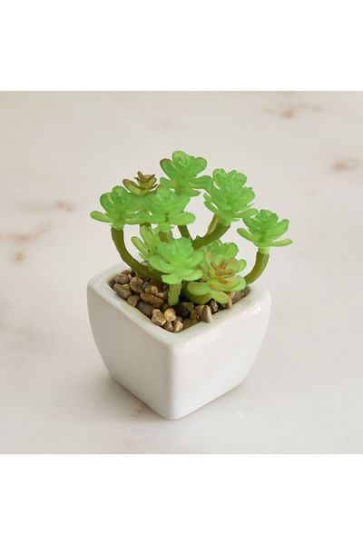 Home Box Tant Ceramic Potted Succulent - 7x7x8.5 cm