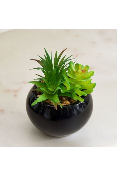 Home Box Tant Succulent Plant with Round Ceramic Pot - 12 cm