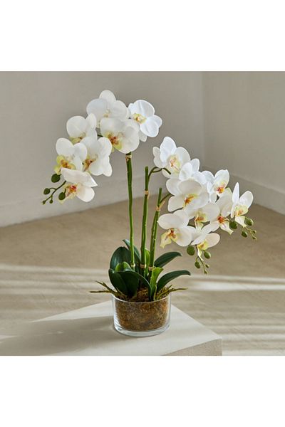 Home Box Areos Orchid Flower Arrangement with Glass Pot - 48x32x58 cm
