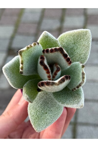 SukuLand Kalanchoe Tomentosa Panda koleksiyonluk özel tür sukulent 5,5cm saksıda