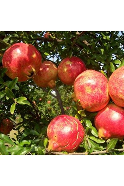 Fidan & Peyzaj Devedişi Nar Fidanı (Tatlı / 80 - 90 cm Boy / Açık Kök)