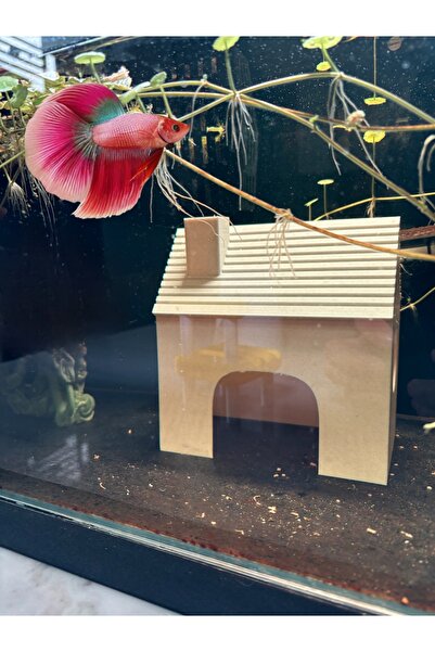 Akvaryum Dişi Beta Balıgı Yuvası Testi Küçük Akvaryum ve Büyük Akvaryuma Uygun