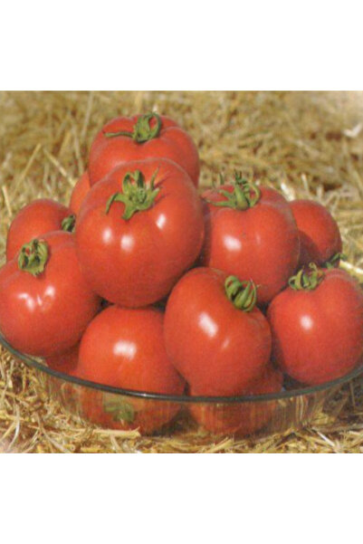 AnamurNaturel İri Meyveli Cabbar F1 Oturak Hibrit Domates Tohumu (10 tohum)