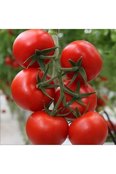 AnamurNaturel Bt Serenay F1 Hibrit Sırık Salkım Domates Tohumu (10 Tohum)