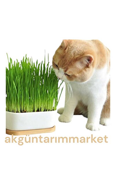 Akgün Tarım Kedi Çimi Için Doğal Buğday Tohumu 500 Gr