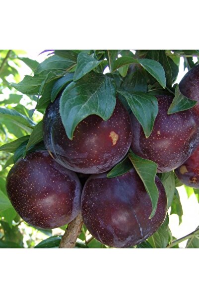 Fidan & Peyzaj - Black Diamond Erik Fidanı (2 Yaş / Tüplü)