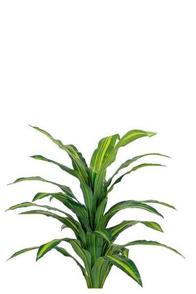 Generic شجرة ذرة خضراء بمركن بلاستيك أسطواني
