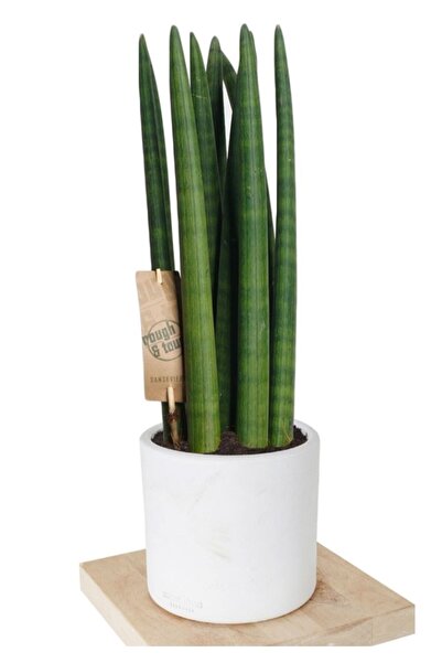 Byaysima Paşa Kılıcı Sansevieria Cylindrica Canlı İThal Hava Temizleyici iÇ Mekan Salon Bitkisi