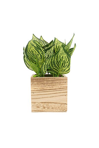 Ella Home Italia Wooden Flower Pot, Green, Plastic, 21Cm - Green, Plastic, 21cm