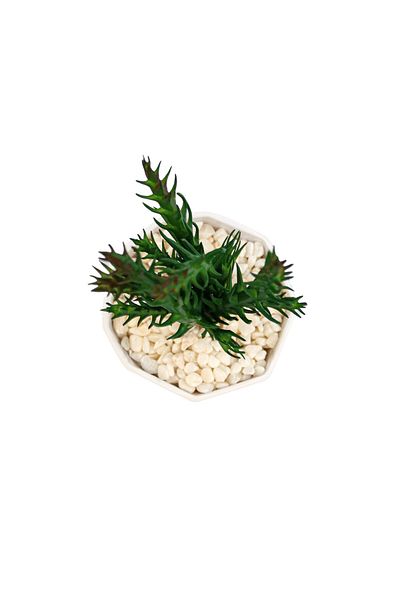 Ella Home Italia Succulent Plant In Pot, Green, Plastic, 18Cm - Purple, Plastic, 18cm
