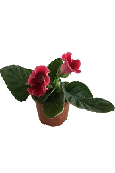 Bitkim Sende Gloxinia - Bardak Menekşe (Kırmızı Çiçekli)