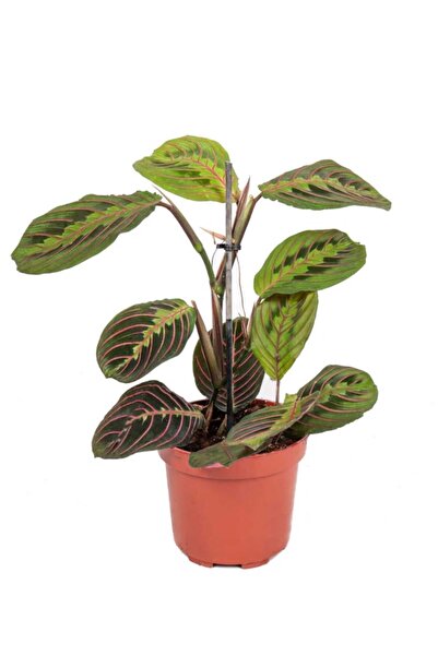 Mery Flowers Dua Çiçeği (Kalatya Maranta - Calathea Marantha)