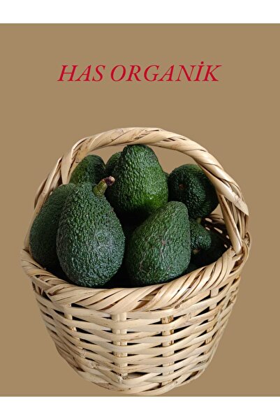 HAS ORGANİK Avokado 2 kg Taze Hasat ( Orta Boy)